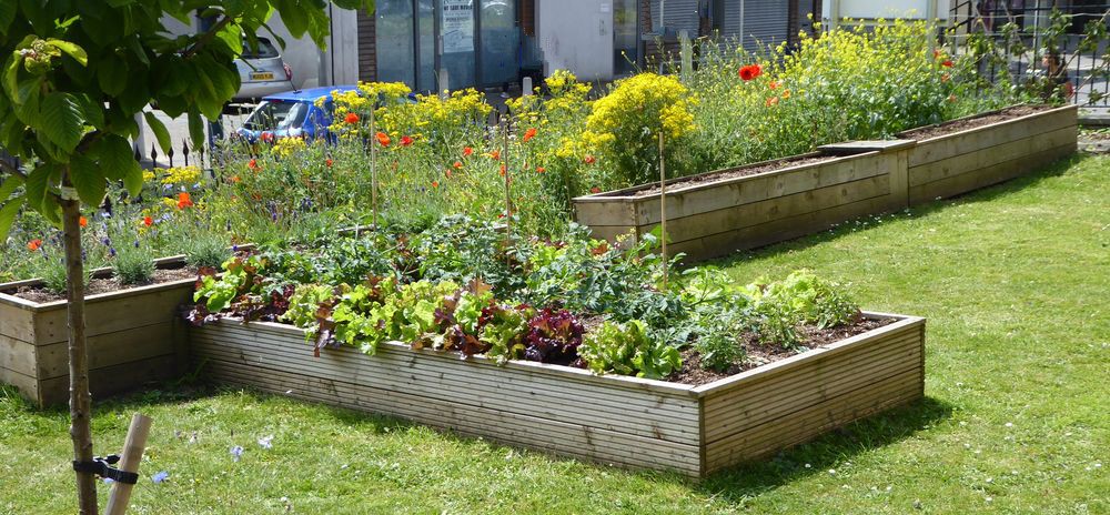 The raised bed, wildflowers on the bank beyond, July 2019